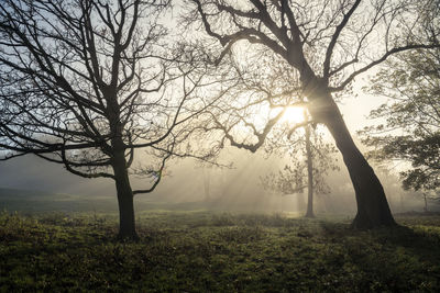 Sunlight streaming through trees on field