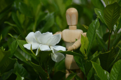 Close-up of white flowering plant