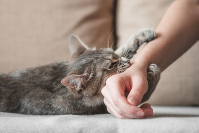 Beautiful cute cat playing with woman hand and biting with funny emotions.