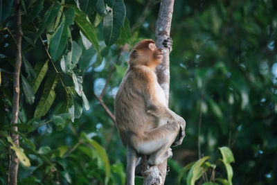 Monkeys on a tree