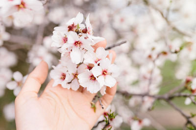 Close-up of cherry blossoms in spring