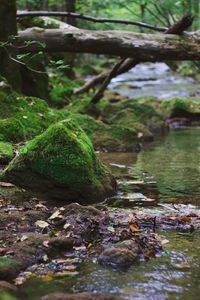 River flowing through forest