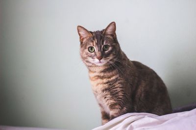 Portrait of cat against wall