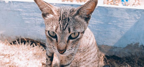 Close-up portrait of cat