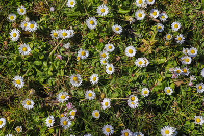 High angle view of white flowering plants on field