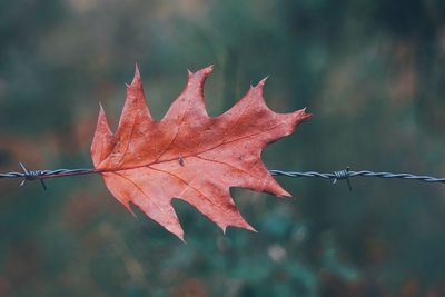 Close-up of maple leaf on barbed wire