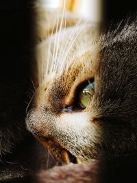 Close-up of cat looking away