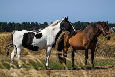 Horses standing in ranch against sky