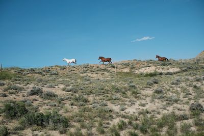 Horses on landscape against clear blue sky