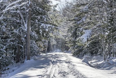 Snow falling in acadia national park