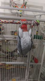 Close-up of parrot in cage