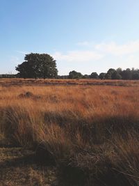 Scenic view of field against sky