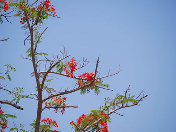 Low angle view of flowering plant against clear blue sky