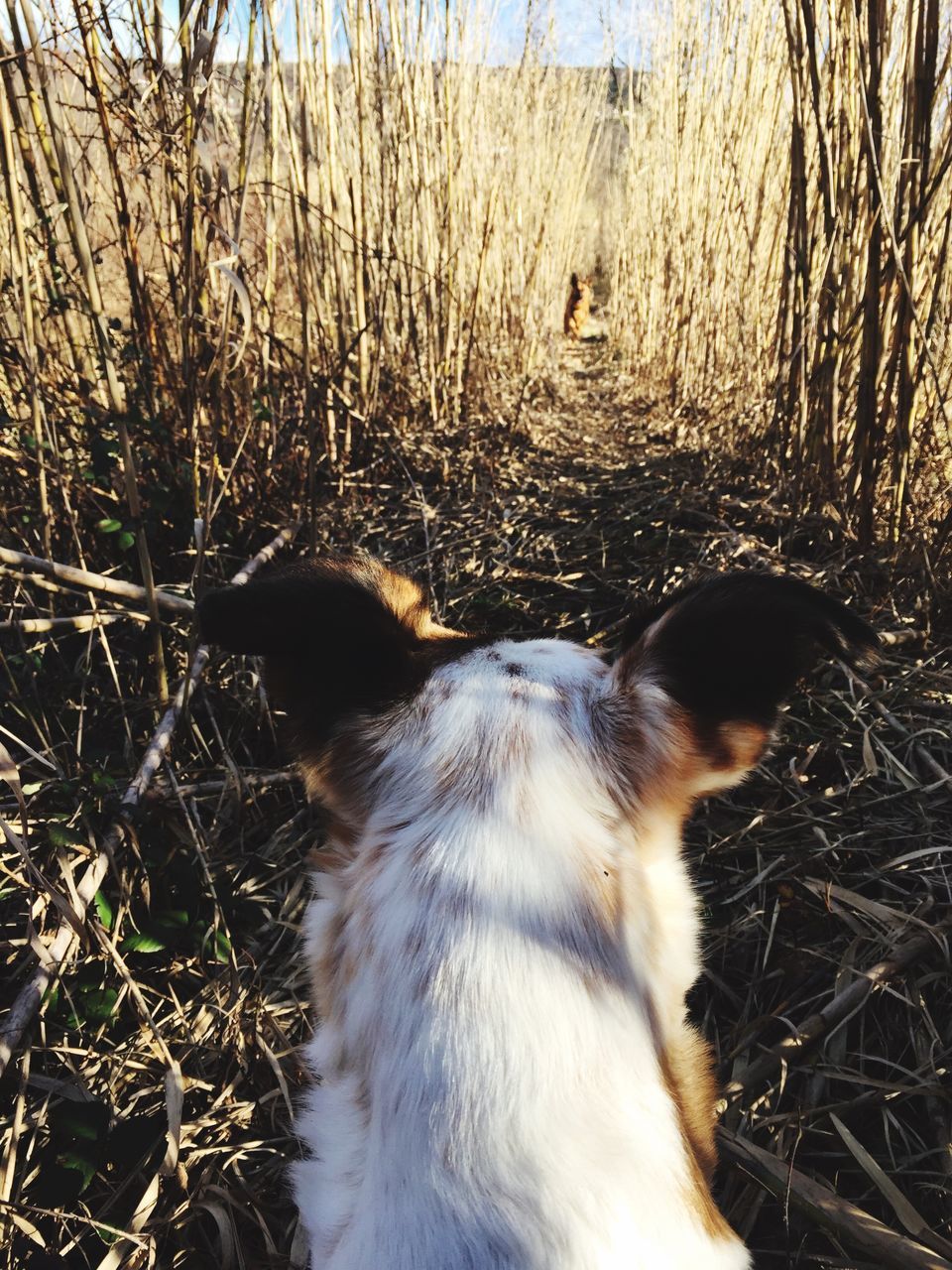 animal themes, one animal, mammal, pets, domestic animals, dog, domestic cat, relaxation, cat, day, field, resting, grass, outdoors, sunlight, nature, feline, side view