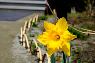 Close-up of yellow flower