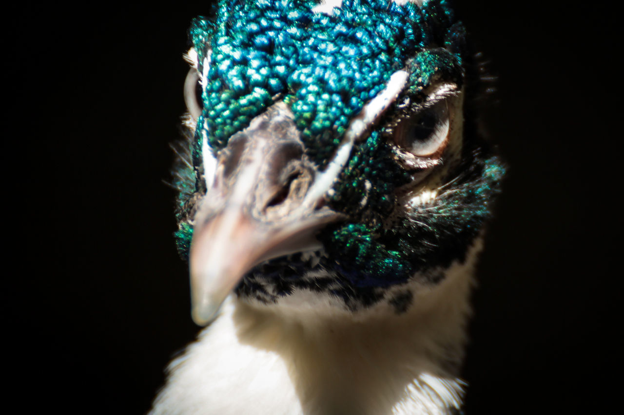 animal themes, one animal, domestic animals, pets, mammal, close-up, one person, dog, animal head, part of, animal body part, indoors, portrait, studio shot, looking at camera, blue, front view, cropped, person