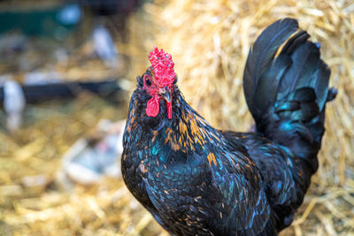Close up low level view of male rooster cockerel showing black and gold feathers  red crown and eye