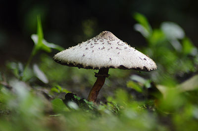 Close-up of mushroom growing on field