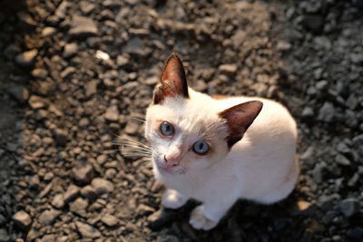 Close-up portrait of a cat