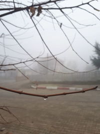 Close-up of branches against sky