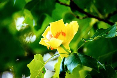 Close-up of yellow flower