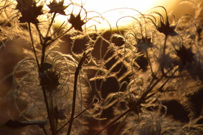 Close-up of plants