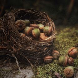 Close-up of nuts in basket