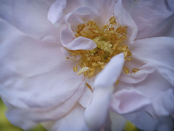 Close-up of white rose flower