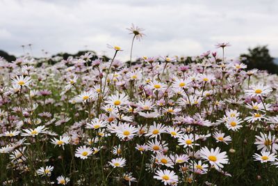 Close-up of flowering plants on field