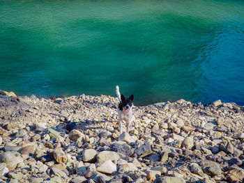 High angle view of sheep on rock by sea