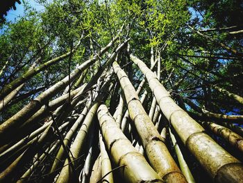 Low angle view of bamboo trees in forest