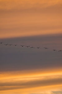 Silhouette birds flying against orange sky