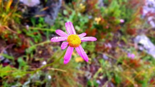 Close-up of pink flowering plant