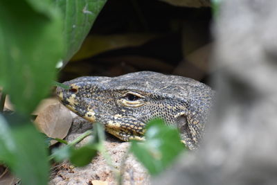 Close-up of a lizard, water monitor