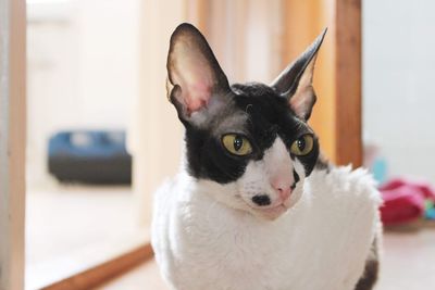 Close-up portrait of a cat