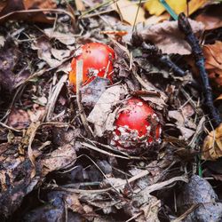 High angle view of mushroom growing on field