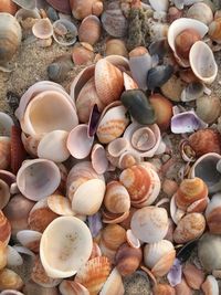 Full frame shot of shells