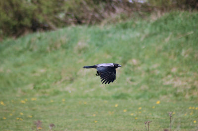 Bird flying against blurred background