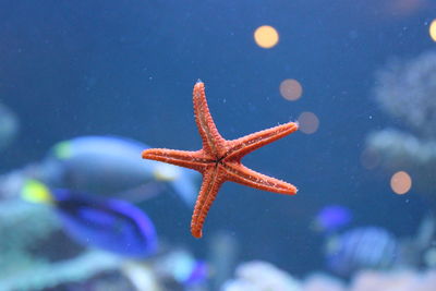 Close-up of fish swimming in aquarium