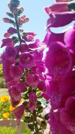 Close-up of pink flowering plant