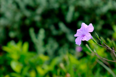 Close-up of fresh flower blooming outdoors