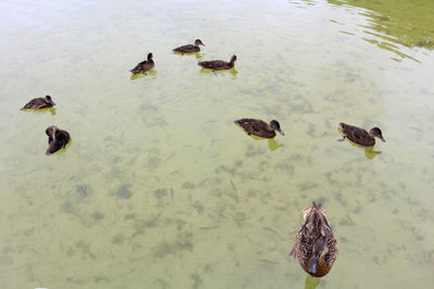 High angle view of ducks in lake