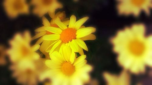 Close-up of yellow flower