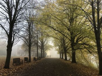 Bare trees in cemetery during autumn
