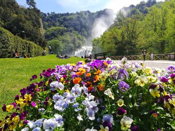 View of flowering plants in park