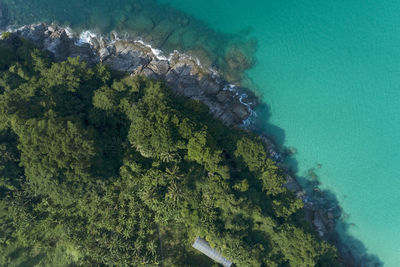 Aerial view of trees and sea