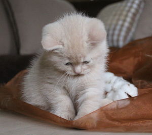 Close-up of cat resting