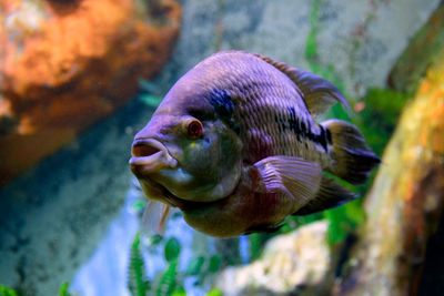 Close-up of fish swimming in aquarium