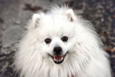 Close-up portrait of white dog