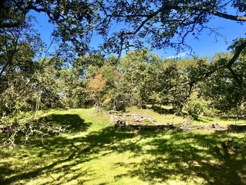 Scenic view of forest against sky on sunny day